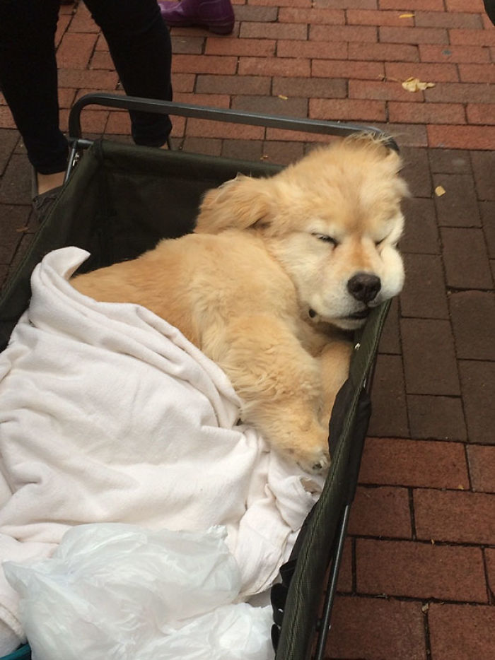 210 Times Golden Retriever Puppies Were The Purest Thing In The World