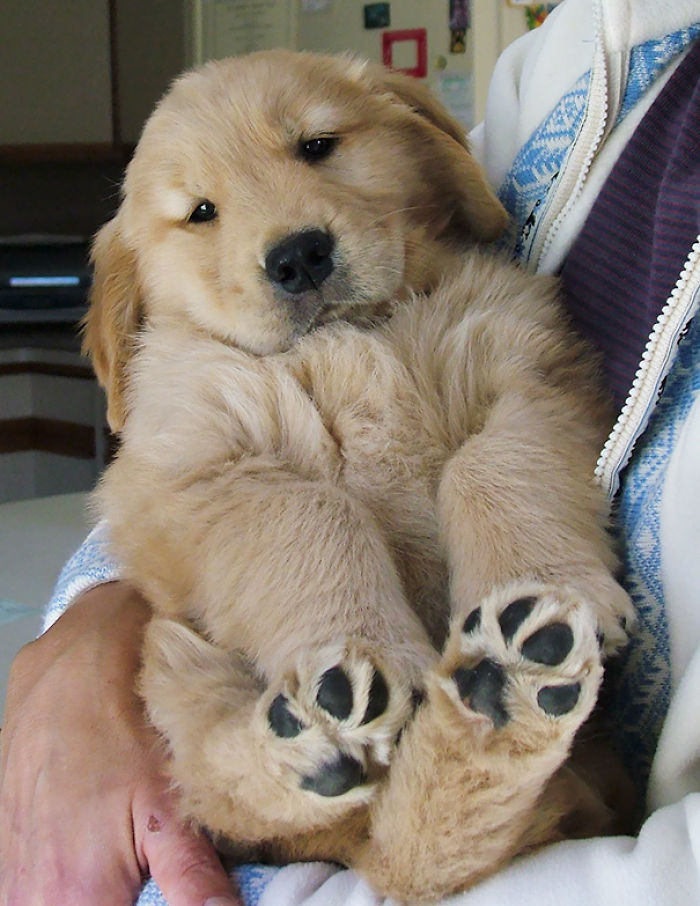210 Times Golden Retriever Puppies Were The Purest Thing In The World
