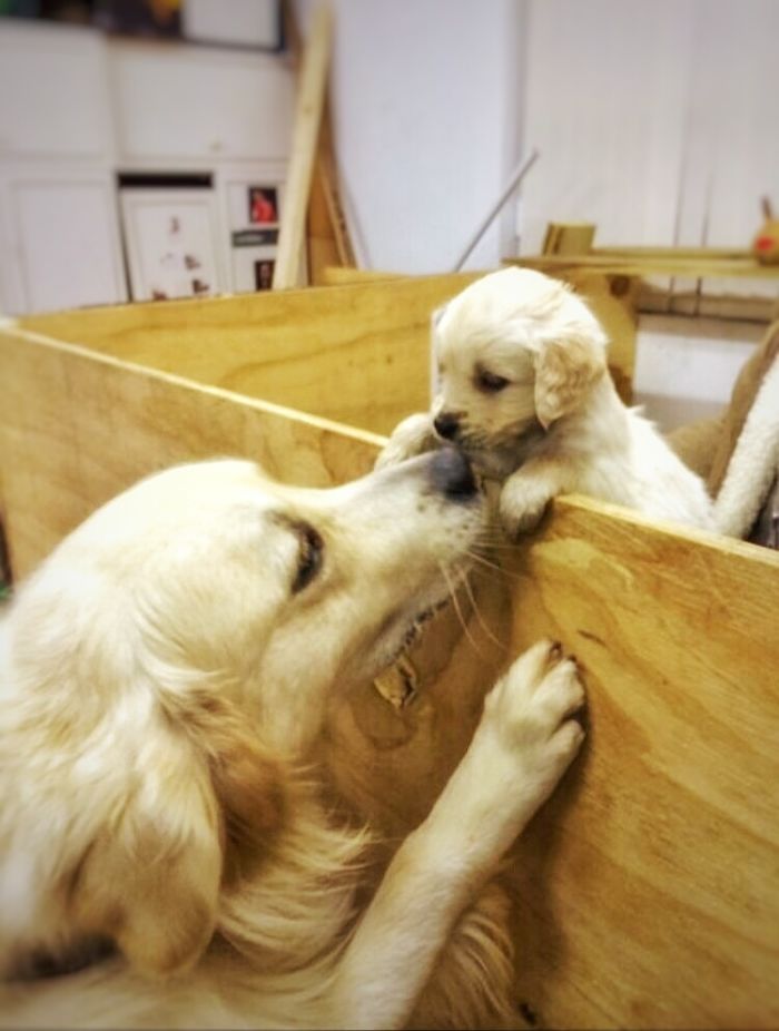 210 Times Golden Retriever Puppies Were The Purest Thing In The World