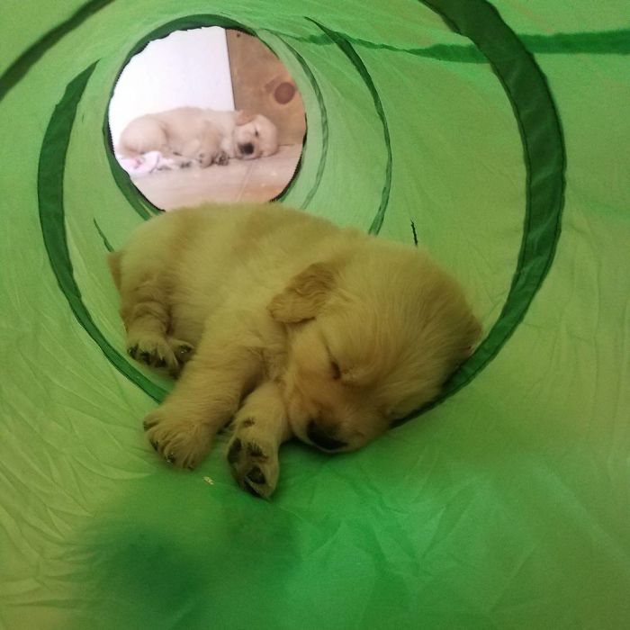 210 Times Golden Retriever Puppies Were The Purest Thing In The World