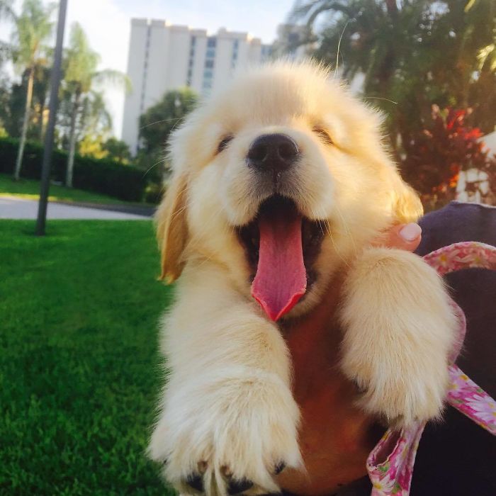 210 Times Golden Retriever Puppies Were The Purest Thing In The World