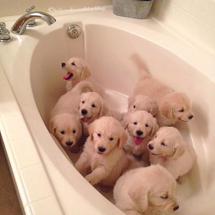 210 Times Golden Retriever Puppies Were The Purest Thing In The World