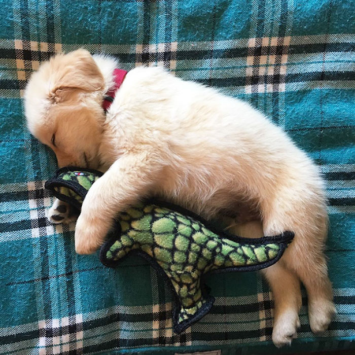 210 Times Golden Retriever Puppies Were The Purest Thing In The World