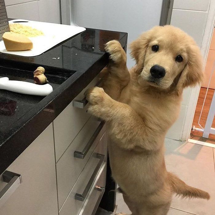 210 Times Golden Retriever Puppies Were The Purest Thing In The World