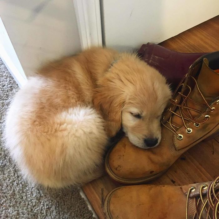 210 Times Golden Retriever Puppies Were The Purest Thing In The World