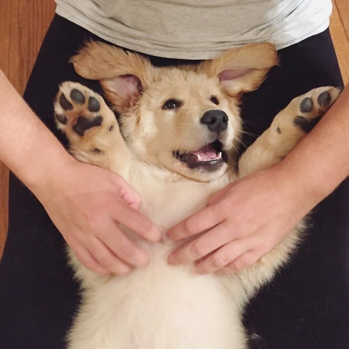 210 Times Golden Retriever Puppies Were The Purest Thing In The World