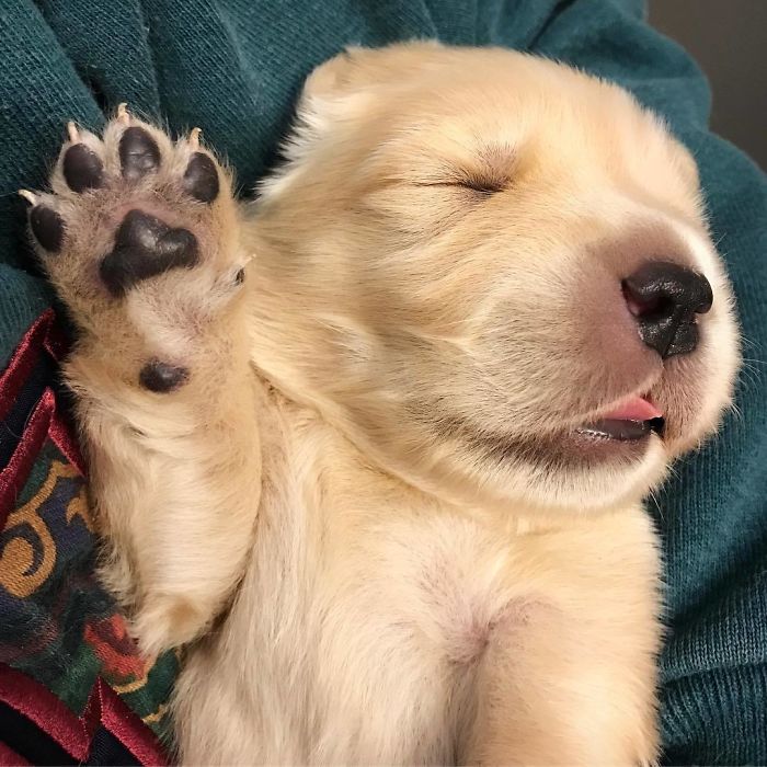 210 Times Golden Retriever Puppies Were The Purest Thing In The World