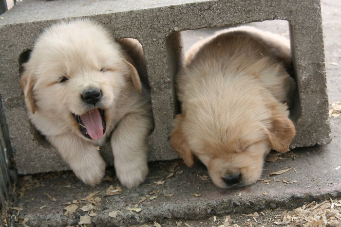 210 Times Golden Retriever Puppies Were The Purest Thing In The World
