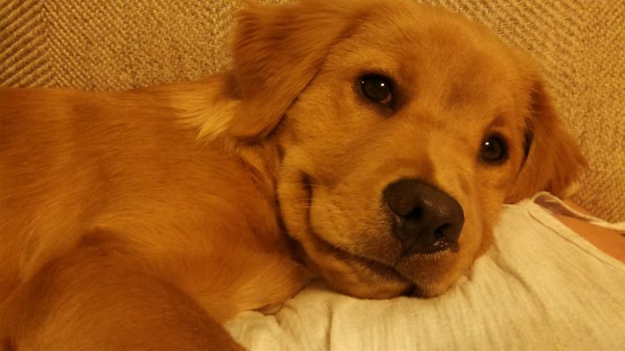 210 Times Golden Retriever Puppies Were The Purest Thing In The World
