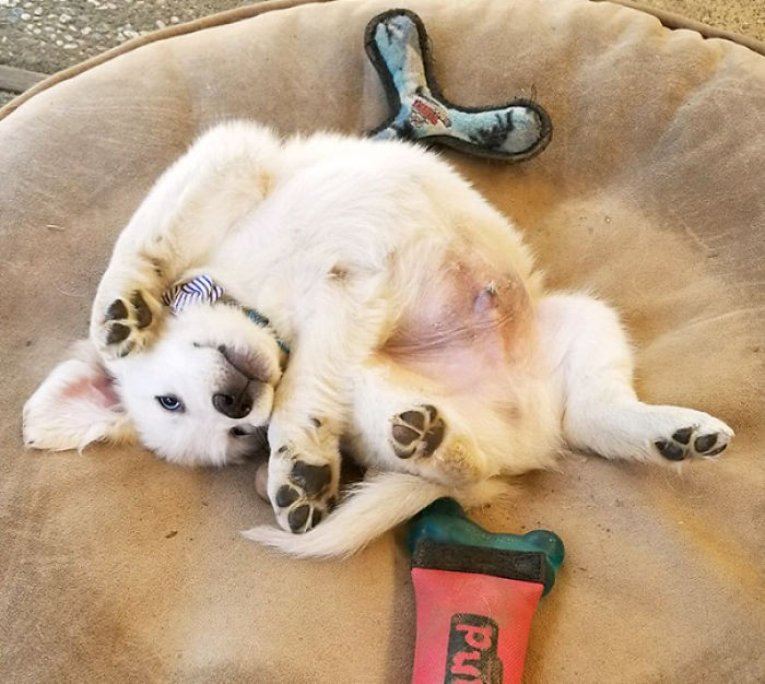 210 Times Golden Retriever Puppies Were The Purest Thing In The World