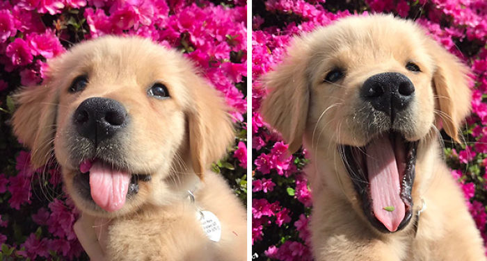 210 Times Golden Retriever Puppies Were The Purest Thing In The World