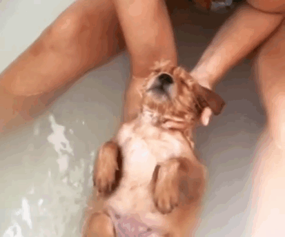 210 Times Golden Retriever Puppies Were The Purest Thing In The World