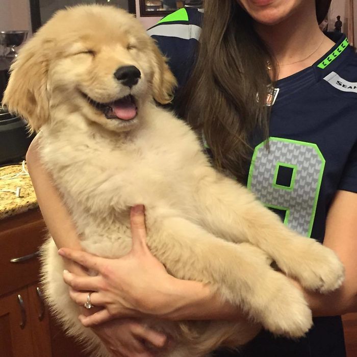 210 Times Golden Retriever Puppies Were The Purest Thing In The World