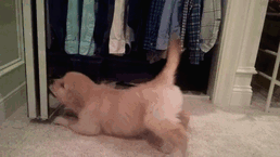 210 Times Golden Retriever Puppies Were The Purest Thing In The World