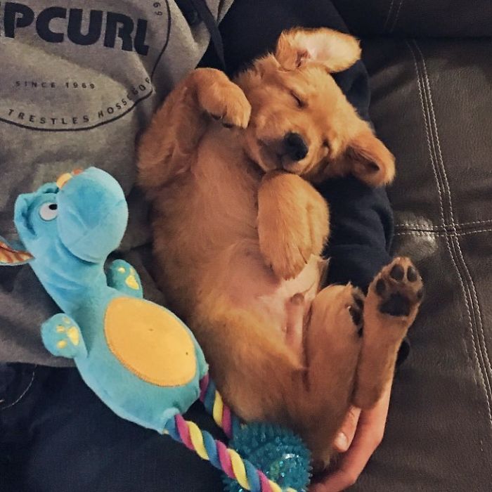 210 Times Golden Retriever Puppies Were The Purest Thing In The World