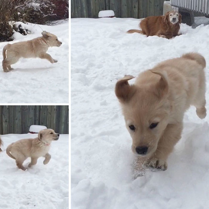 210 Times Golden Retriever Puppies Were The Purest Thing In The World