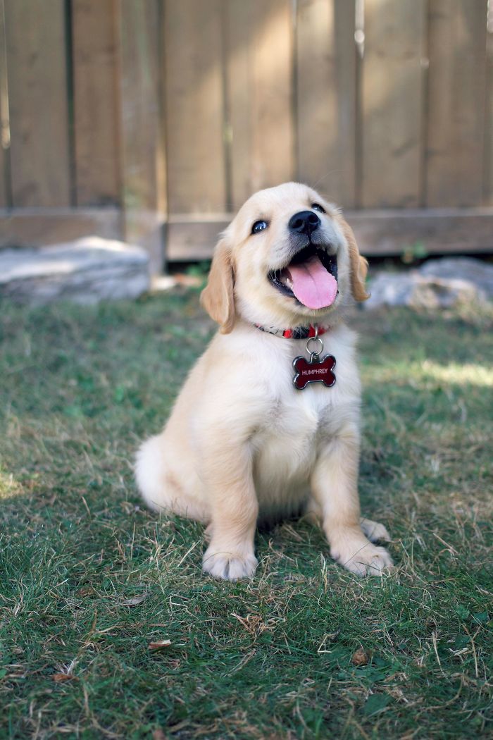 210 Times Golden Retriever Puppies Were The Purest Thing In The World