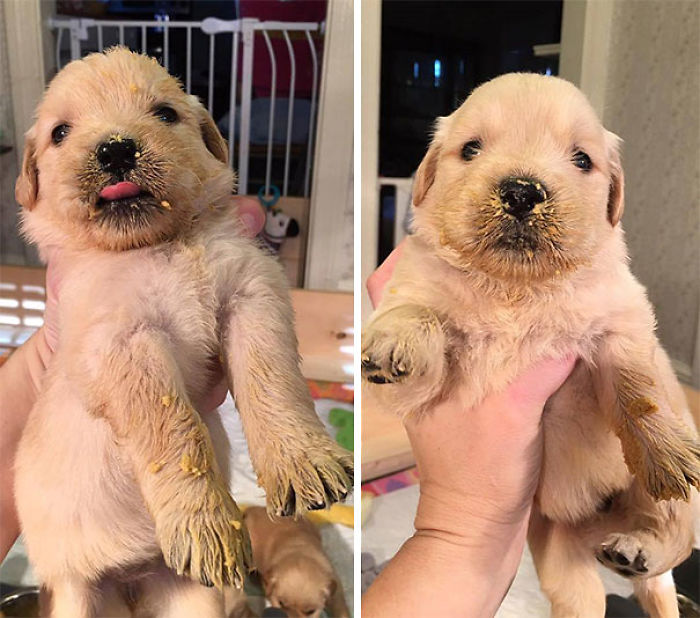 210 Times Golden Retriever Puppies Were The Purest Thing In The World
