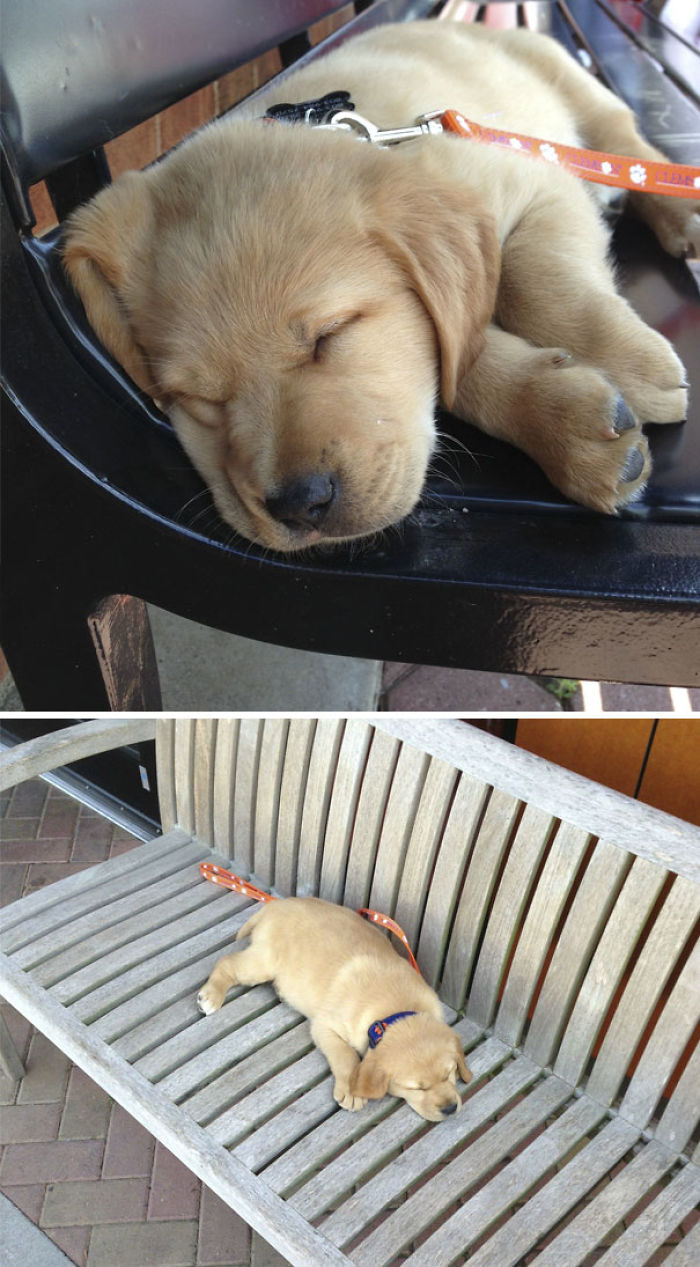210 Times Golden Retriever Puppies Were The Purest Thing In The World