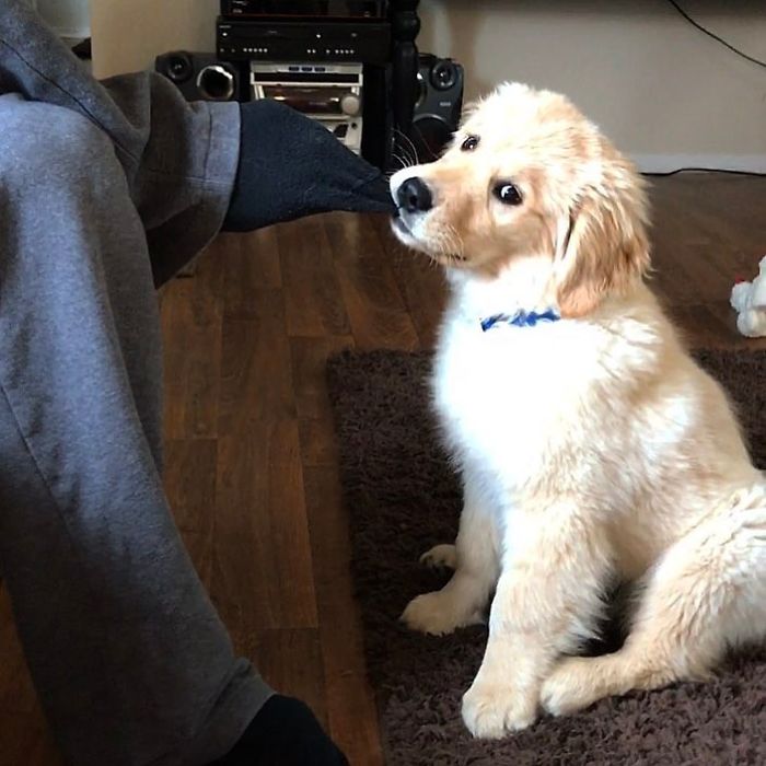 210 Times Golden Retriever Puppies Were The Purest Thing In The World