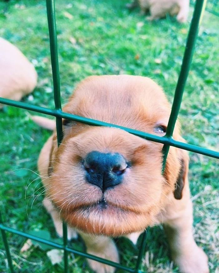 210 Times Golden Retriever Puppies Were The Purest Thing In The World