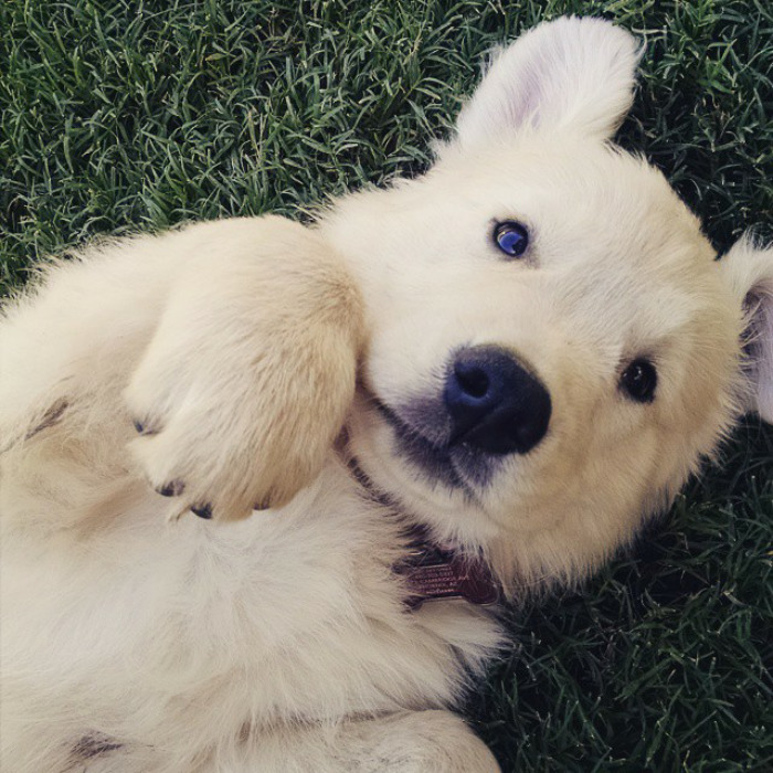 210 Times Golden Retriever Puppies Were The Purest Thing In The World