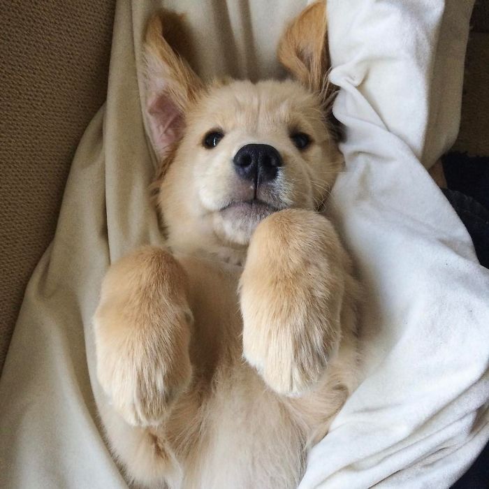 210 Times Golden Retriever Puppies Were The Purest Thing In The World