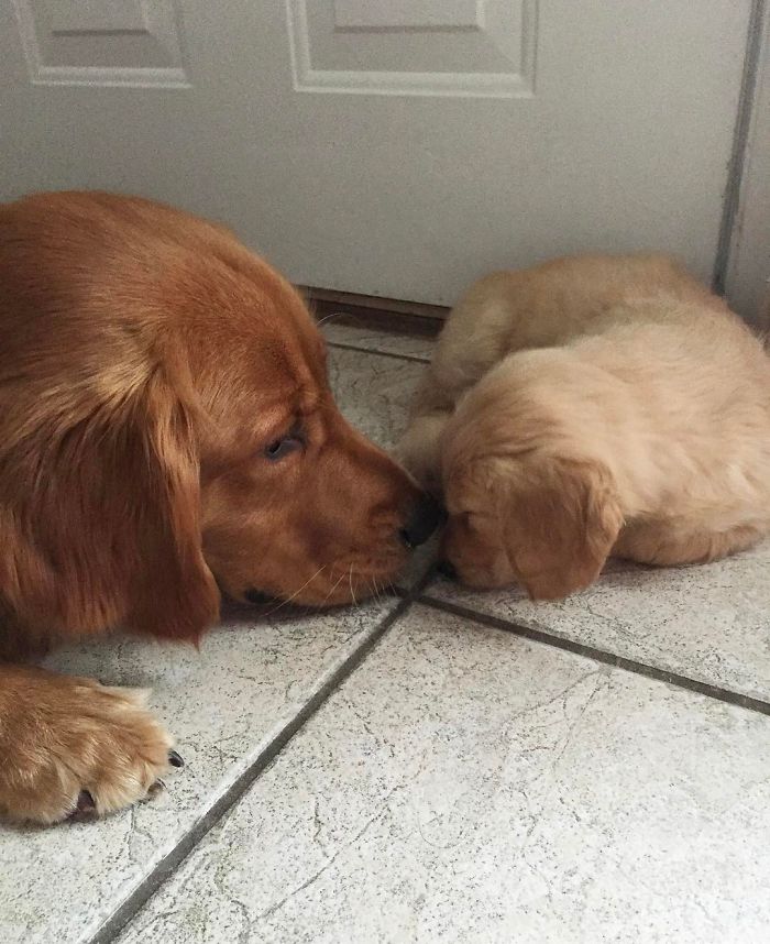 210 Times Golden Retriever Puppies Were The Purest Thing In The World