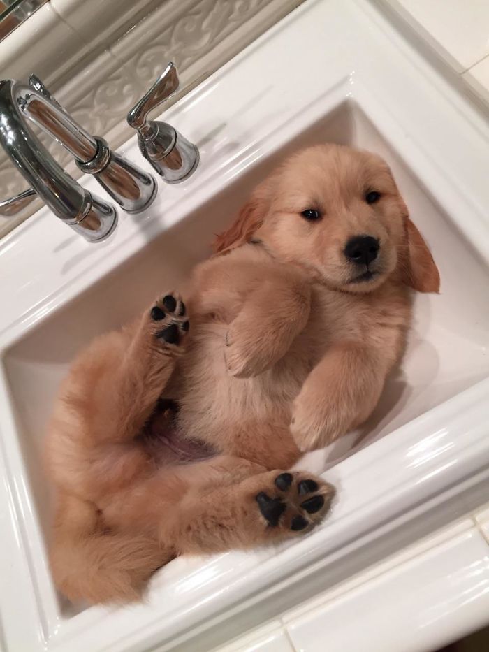 210 Times Golden Retriever Puppies Were The Purest Thing In The World