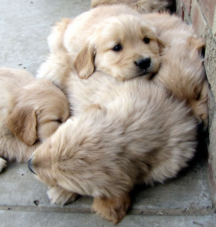 210 Times Golden Retriever Puppies Were The Purest Thing In The World