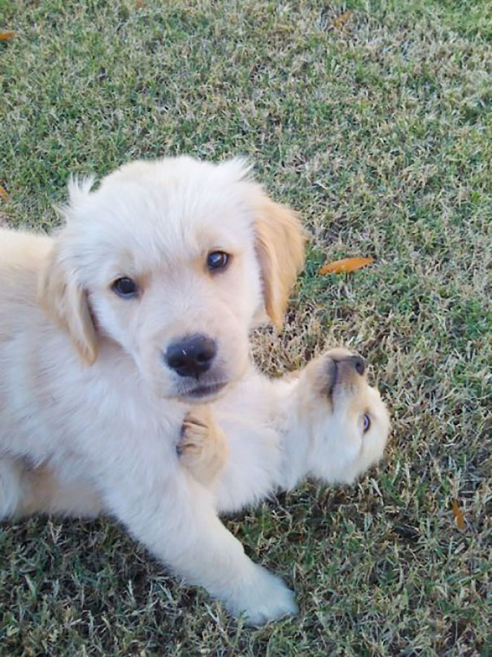210 Times Golden Retriever Puppies Were The Purest Thing In The World