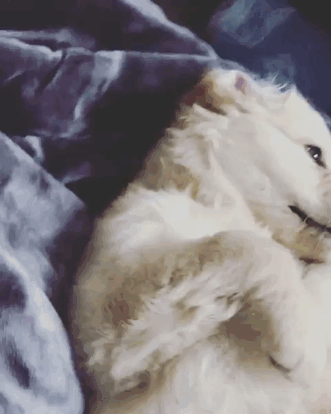 210 Times Golden Retriever Puppies Were The Purest Thing In The World