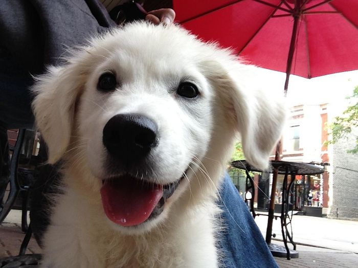 210 Times Golden Retriever Puppies Were The Purest Thing In The World