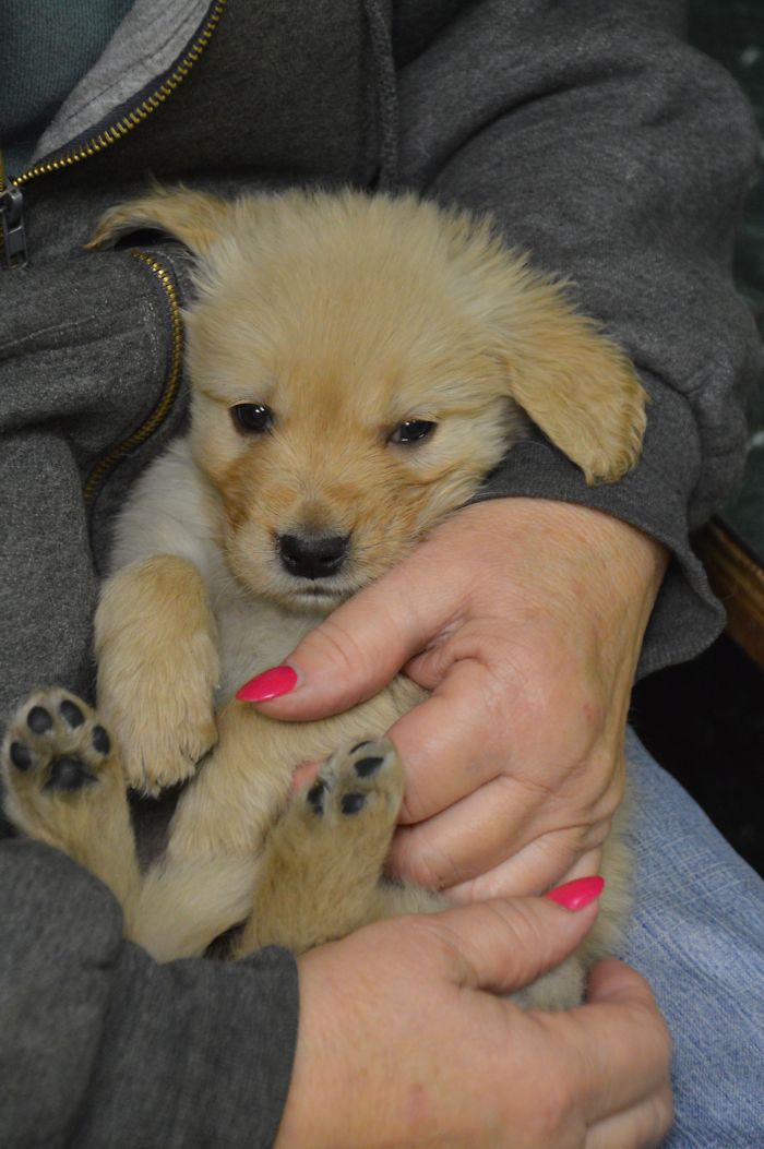210 Times Golden Retriever Puppies Were The Purest Thing In The World