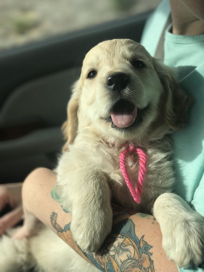 210 Times Golden Retriever Puppies Were The Purest Thing In The World