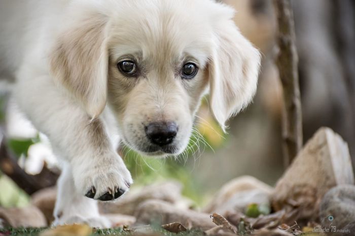 210 Times Golden Retriever Puppies Were The Purest Thing In The World