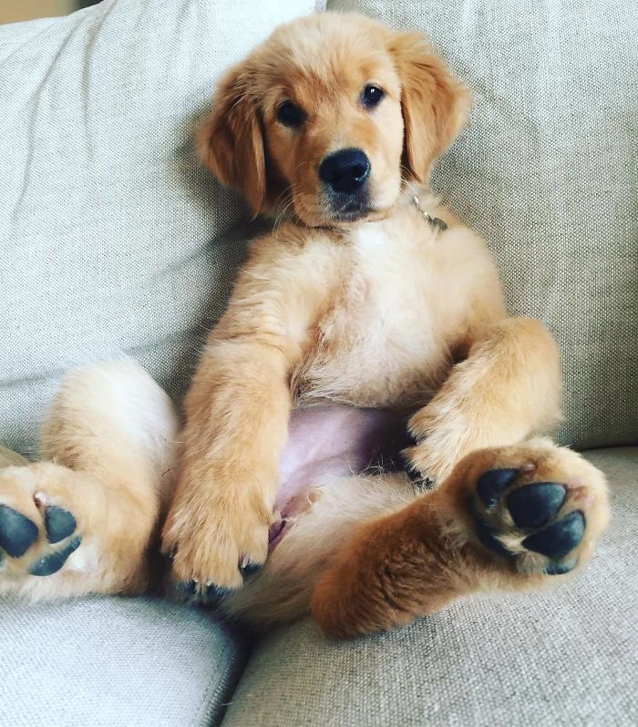 210 Times Golden Retriever Puppies Were The Purest Thing In The World
