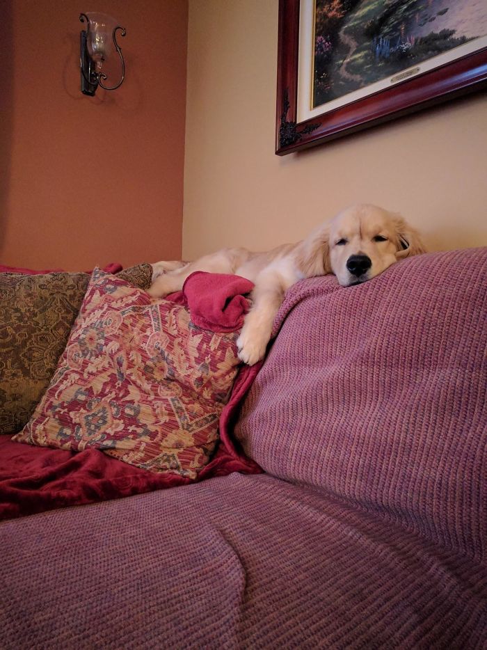 210 Times Golden Retriever Puppies Were The Purest Thing In The World