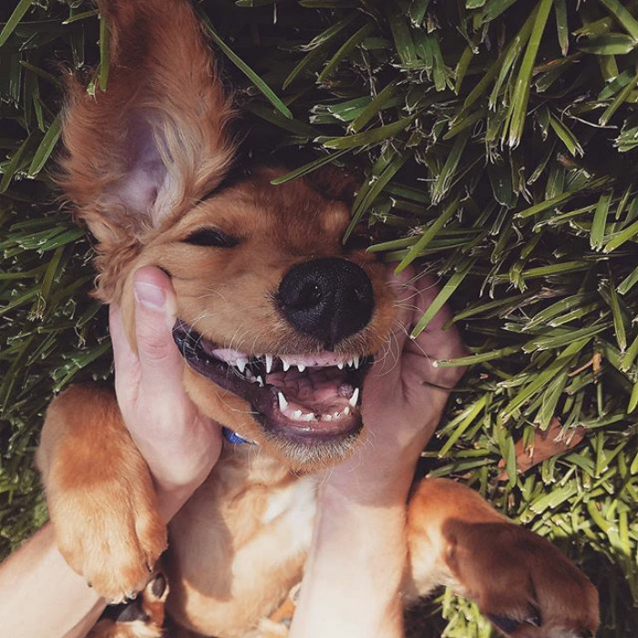 210 Times Golden Retriever Puppies Were The Purest Thing In The World