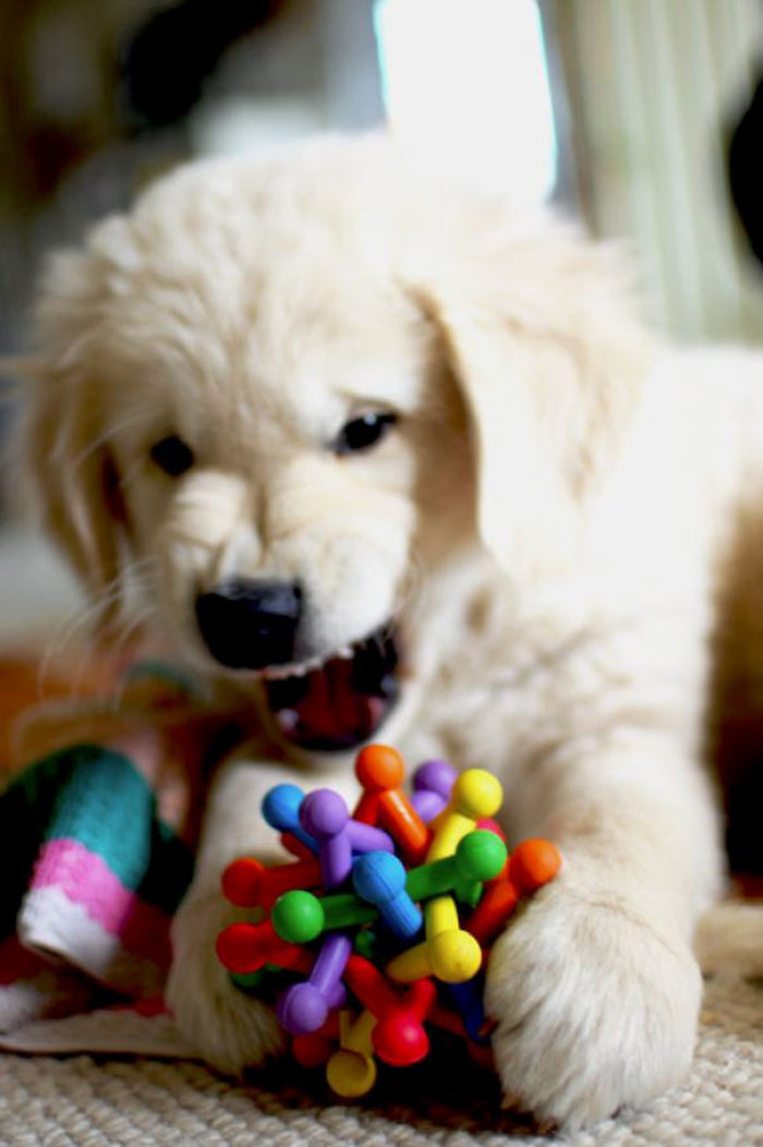 210 Times Golden Retriever Puppies Were The Purest Thing In The World