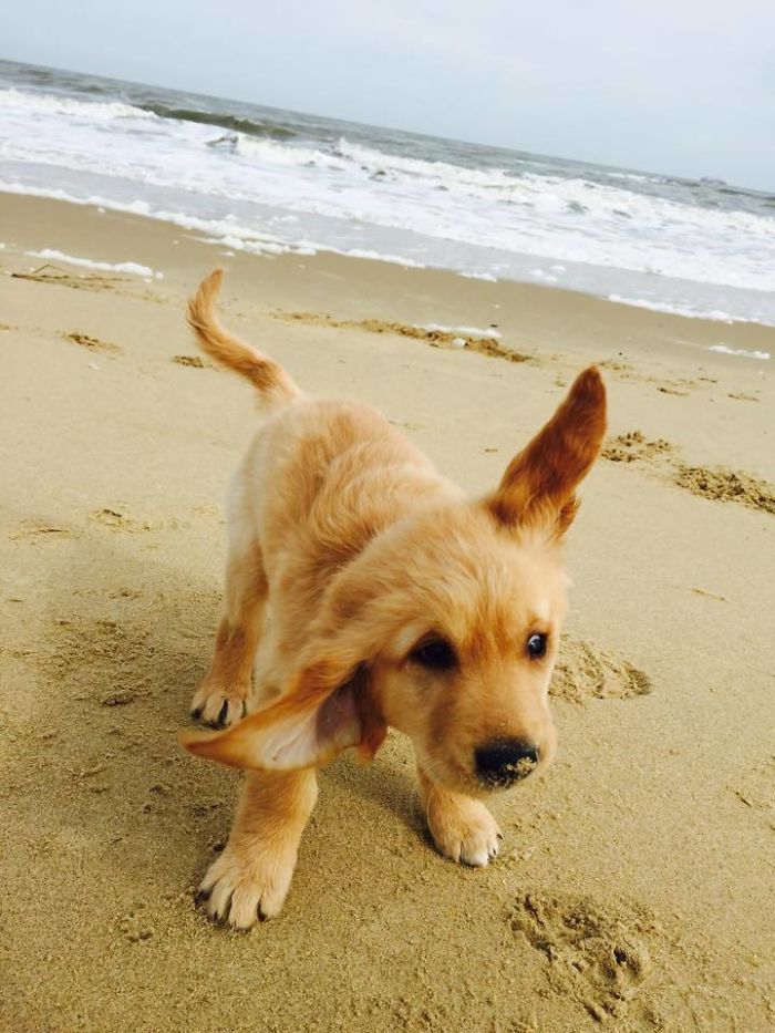 210 Times Golden Retriever Puppies Were The Purest Thing In The World