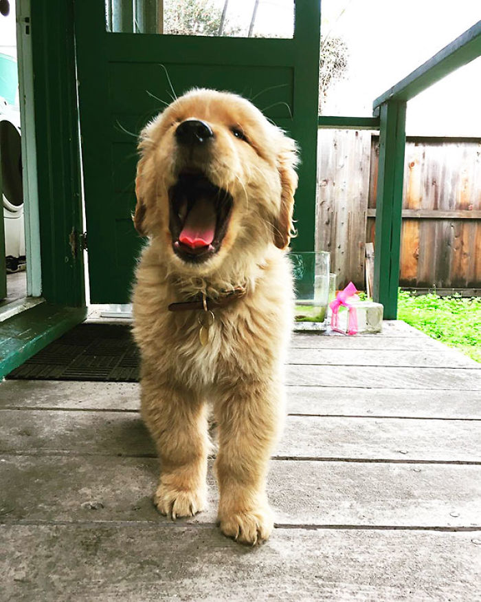 210 Times Golden Retriever Puppies Were The Purest Thing In The World