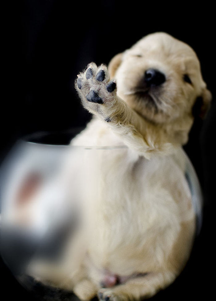 210 Times Golden Retriever Puppies Were The Purest Thing In The World