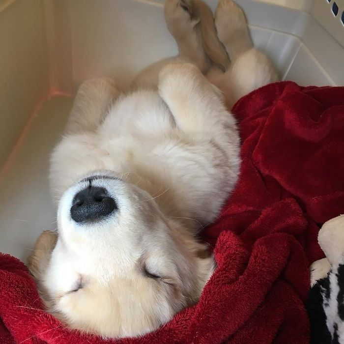 210 Times Golden Retriever Puppies Were The Purest Thing In The World