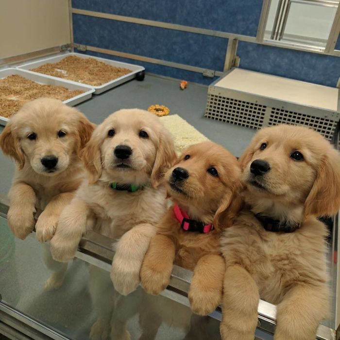 210 Times Golden Retriever Puppies Were The Purest Thing In The World