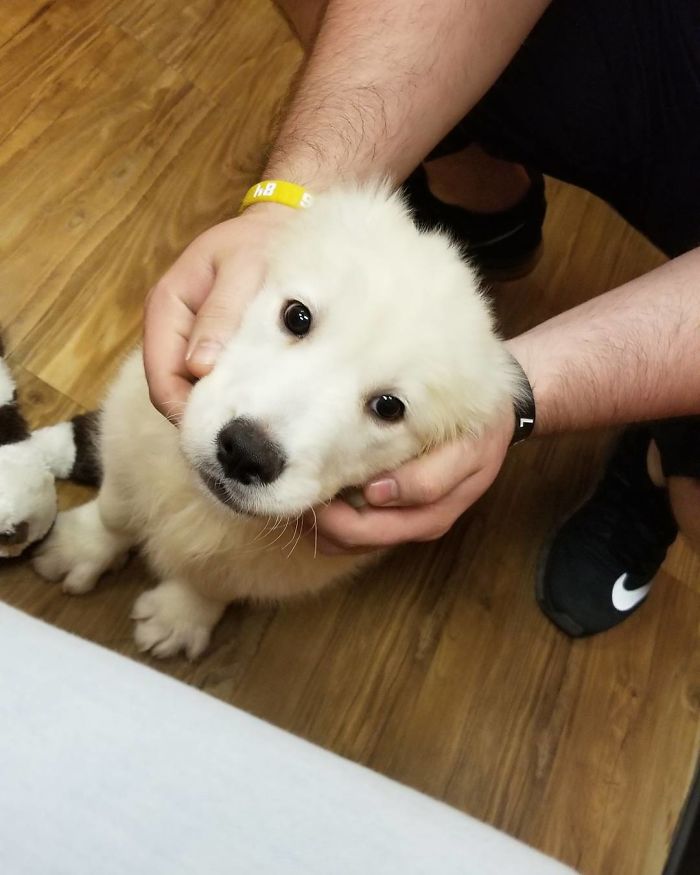 210 Times Golden Retriever Puppies Were The Purest Thing In The World