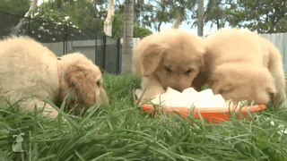 210 Times Golden Retriever Puppies Were The Purest Thing In The World