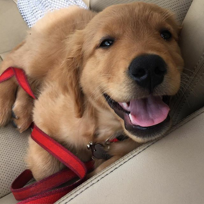 210 Times Golden Retriever Puppies Were The Purest Thing In The World