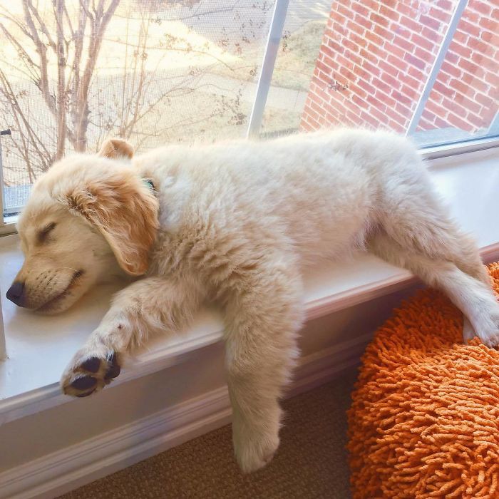 210 Times Golden Retriever Puppies Were The Purest Thing In The World