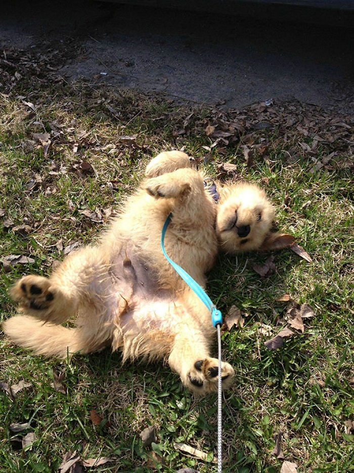 210 Times Golden Retriever Puppies Were The Purest Thing In The World